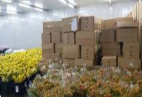 Flower Preservation Cold Storage