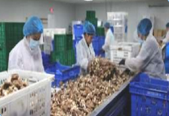 Mushroom Cold Storage